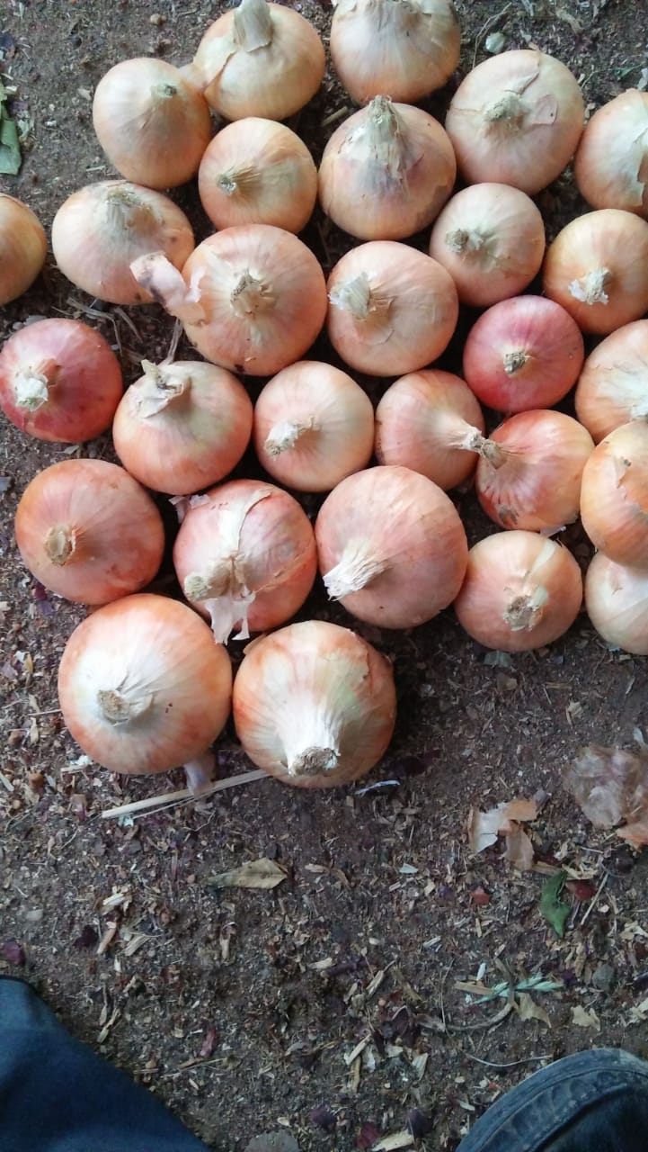 Agro Img 7
