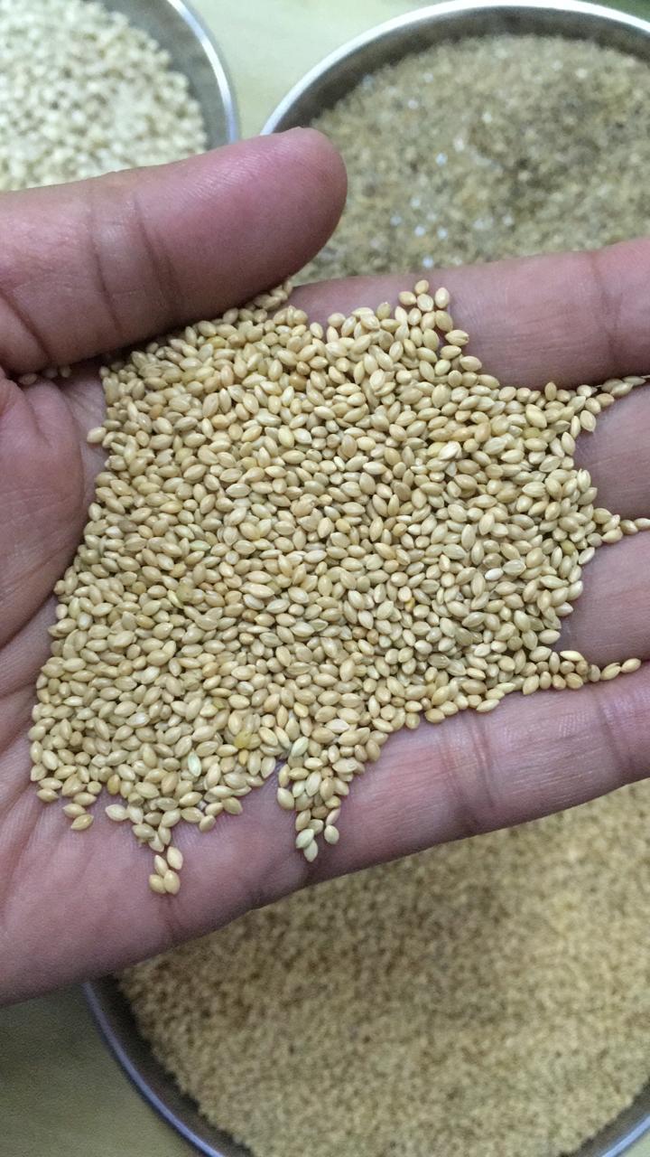 Seeds&Tissue5