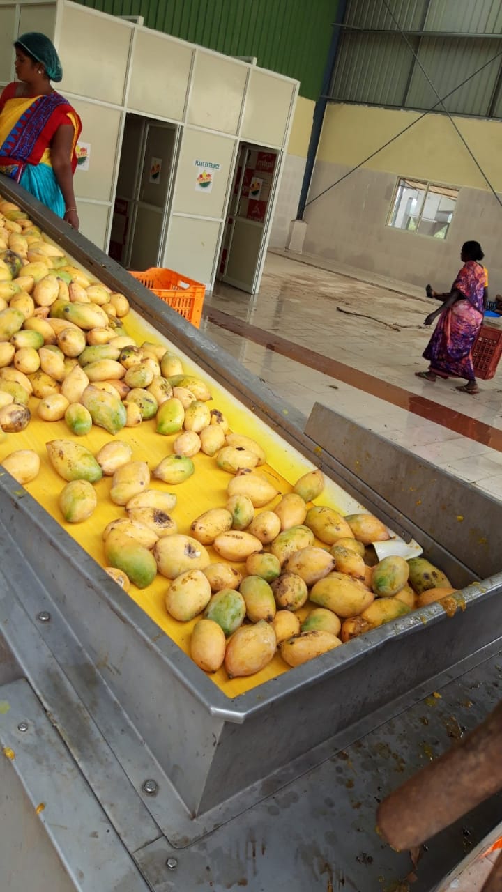 fruit pulp manufacturing4