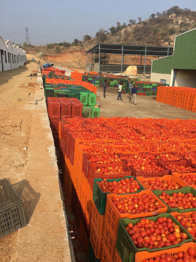 fruit pulp manufacturing5